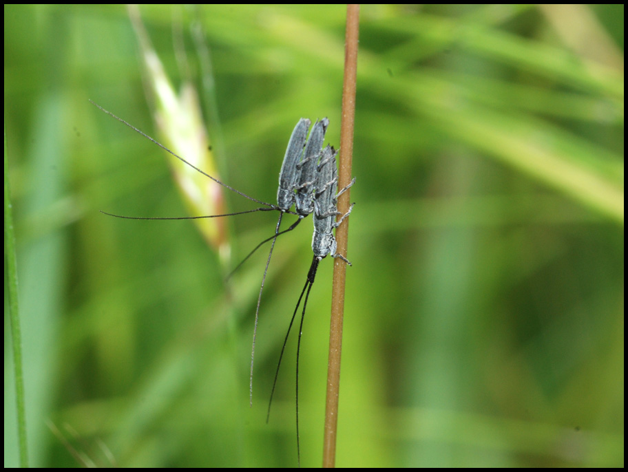 tutti insieme appassionatamente: Calamobius filum